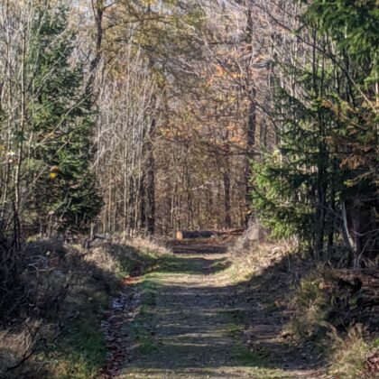 2019 Herbstwald in der Nähe von Lützel