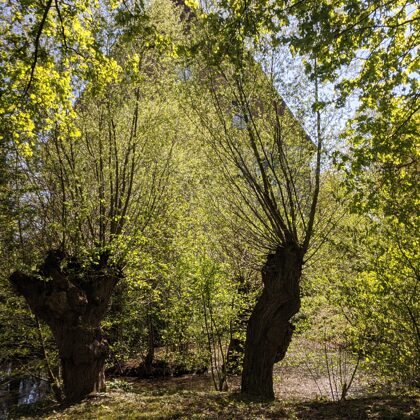 2020 Billerbeck Licht und Schatten an der Kolvenburg