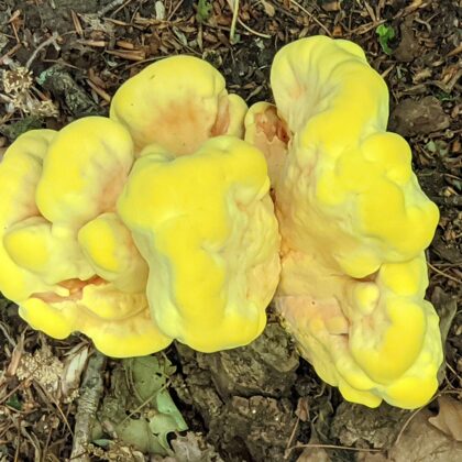 2020 Billerbeck Riesiger Schwamm in der Hanloer Mark