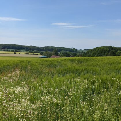 2020 Billerbeck Blick aus der Hanloer Mark zum Darupoer Berg