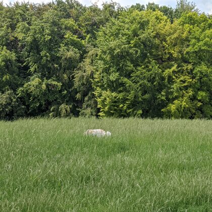 2020 Billerbeck auf Möllerings Hügel