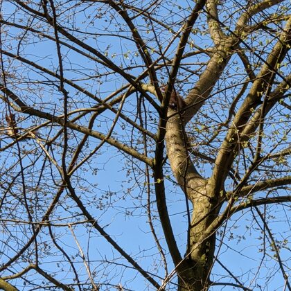 2021 Billerbeck - Eichhörnchen in der Berkelaue