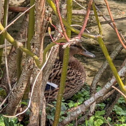 2021 Berkelaue - Ente versteckt sich