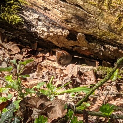 2021 Hanloer Mark - Maus beobachtet uns