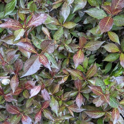 2021 - Voorburg Schnecken im Busch