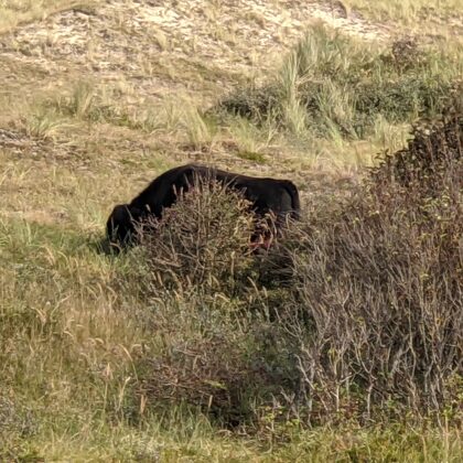 2021 In den Dünen von St. Maartenszee (NL)