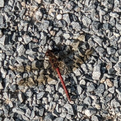 2021 Billerbeck Berkelaue