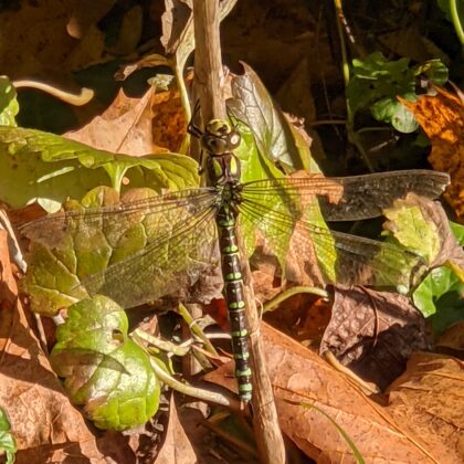 2021 Billerbeck Berkelaue