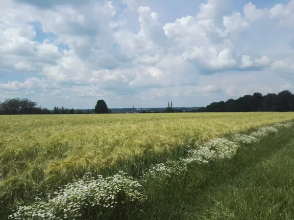 2020 Billerbeck Blick von Möllerings Hügel
