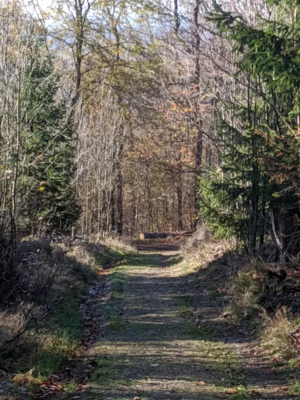 2019 Herbstwald in der Nähe von Lützel