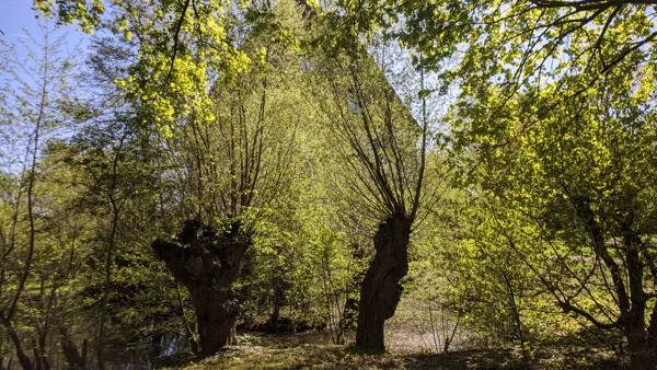 2020 Billerbeck Licht und Schatten an der Kolvenburg