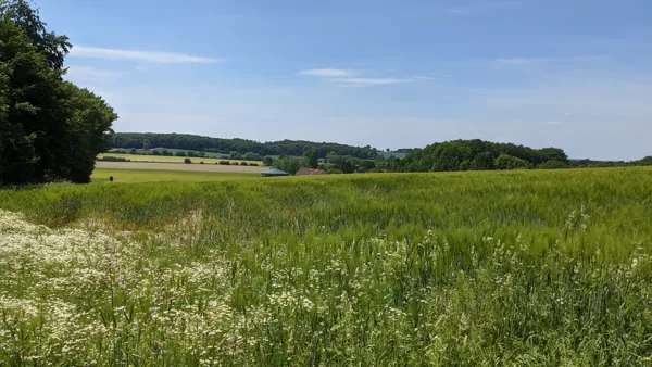 2020 Billerbeck Blick aus der Hanloer Mark zum Darupoer Berg