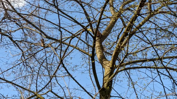 2021 Billerbeck - Eichhörnchen in der Berkelaue