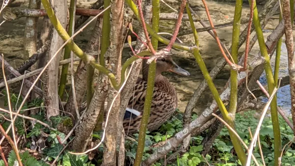 2021 Berkelaue - Ente versteckt sich