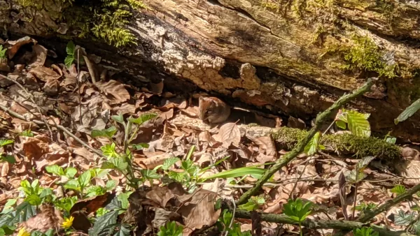 2021 Hanloer Mark - Maus beobachtet uns